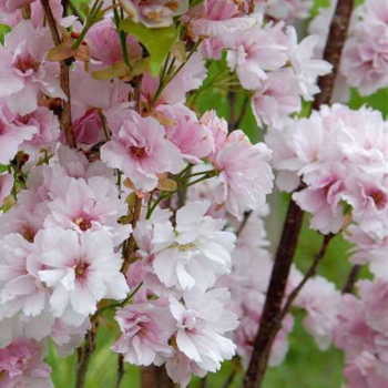 Japānas ziedu ķirsis - sakura ,,Amanogawa,, /Prunus serrulata/ - 150-160cm, C7 kont.