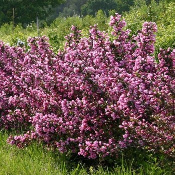 Veigela "Nana Purpurea " -/...