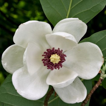 Zībolta magnolija - C3 Kont.
