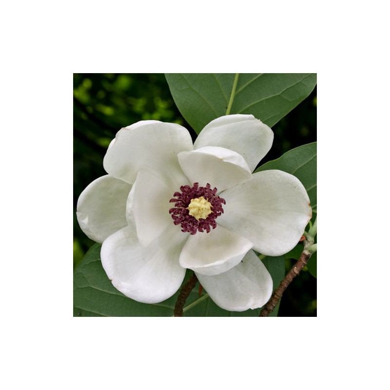 Zībolta magnolija - C3 Kont.