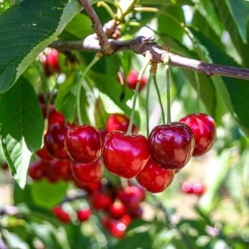 Ķirsis "Nefris" /prunus...