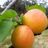 Aprikoze ,,Maskvos Didieji,, /prunus armeniaca/ (vidēji agrā) - 140-180cm