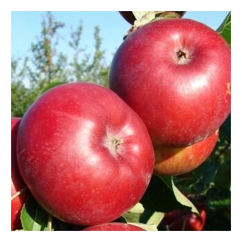 Ābele, vasaras ,,Doč melba,, /malus domestica/