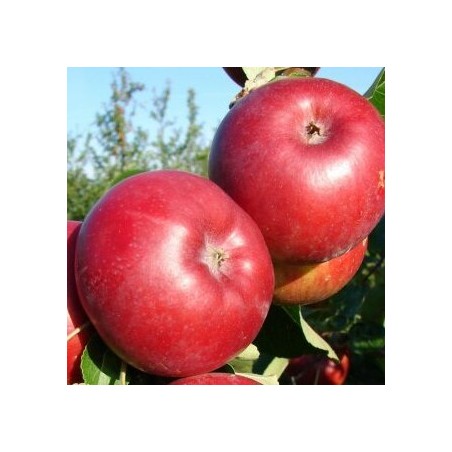 Vasaras ābele ,,Doč melba,, /malus domestica/ - 120-160cm