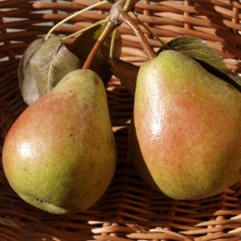Rudens bumbiere ,,Bera...