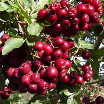 Ēdamais pīlādzis "Mičurinskaja Desertnaja" /Sorbus aucuparia/