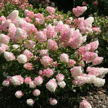 Skarainā hortenzija ,,Vanille Fraise,, /Hydrangea paniculata/ - P9 kont.