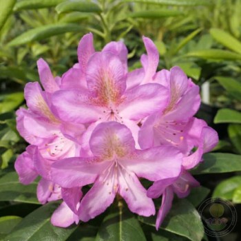 Rododendrs "Becca" /rhododendron hybridum/ - C5 kont.