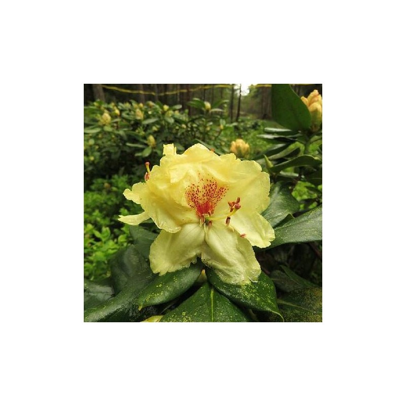 Rododendrs "Kristian's Sunshine" /rhododendron hybridum/ - C5 kont.