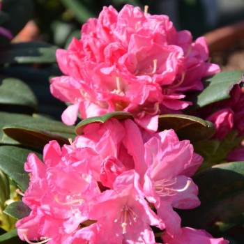 Rododendrs "Royal Candy" ("Krolowa Bona") /rhododendron hybridum/ - C5 kont.