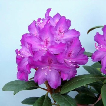 Rododendrs "Royal Lilac"...