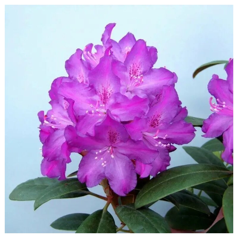 Rododendrs "Royal Lilac" ("Boleslaw Chrobry") /rhododendron hybridum/ - C5 kont.