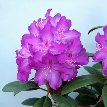 Rododendrs "Royal Lilac" ("Boleslaw Chrobry") /rhododendron hybridum/ - C5 kont.