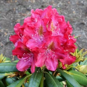 Rododendrs "Royal Scarlet" ("Kazimierz Wielki") /rhododendron hybridum/ - C5 kont.