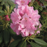 Rododendrs ,,Helsinki University ,, /Rhododendron/- C5 kont.