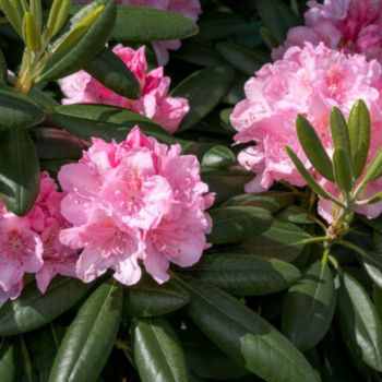 Rododendrs ,,Helsinki University ,, /Rhododendron/- C5 kont.