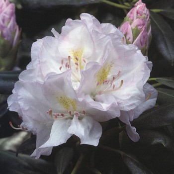 Rododendrs ,,Catawbiense Album,, /Rhododendron/ - C5 kont.