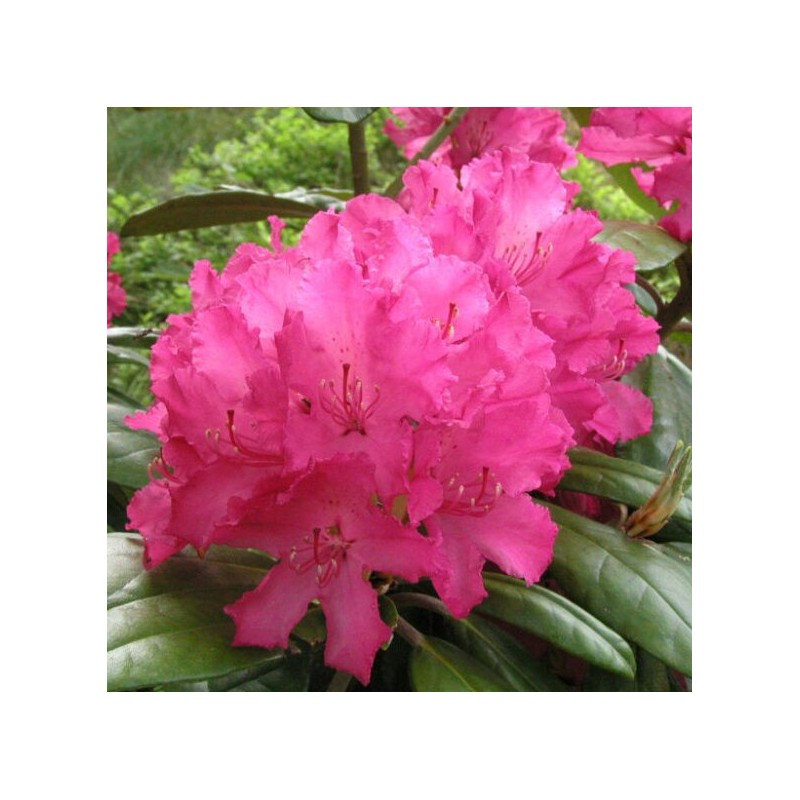 Rododendrs ,,Hellikki,, /Rhododendron/ - C5 kont.