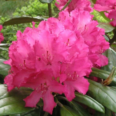Rododendrs ,,Hellikki,, /Rhododendron/ - C5 kont.