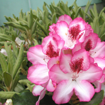 Rododendrs ,,Hachmann,s Charmant,, /Rhododendron/ - C5 kont.