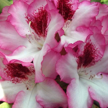 Rododendrs ,,Hachmann,s Charmant,, /Rhododendron/ - C5 kont.