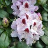 Rododendrs ,,Humboldt,, /Rhododendron hybridum/ - C5 kont.
