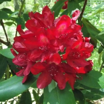 Rododendrs ,,Francesca,, /Rhododendron hybridum/ - C5 kont.
