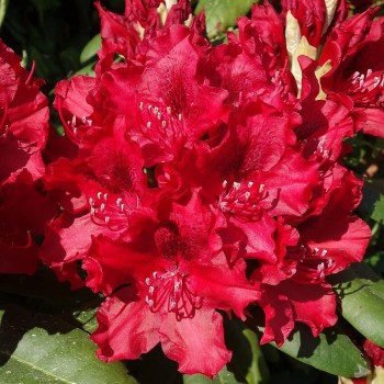 Rododendrs ,,Erato,, /Rhododendron/ - C5 kont.