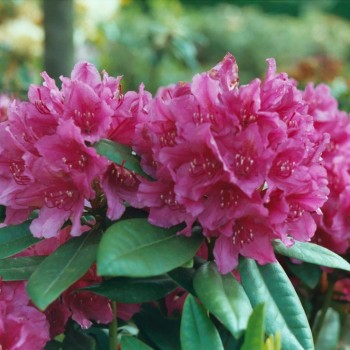 Rododendrs ,,Dr. H. C....