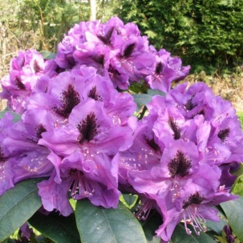 Rododendrs ,,Peter Alan,, /Rhododendron/ - C5 kont.