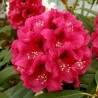 Rododendrs ,,Mieszko,, /Rhododendron/ - C5 kont.