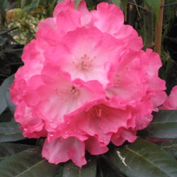 Rododendrs ,,Fantastica,, /Rhododendron/ - augstcelma - 80cm