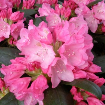Rododendrs ,,Kalinka,, /Rhododendron/ - augstcelma - 80cm