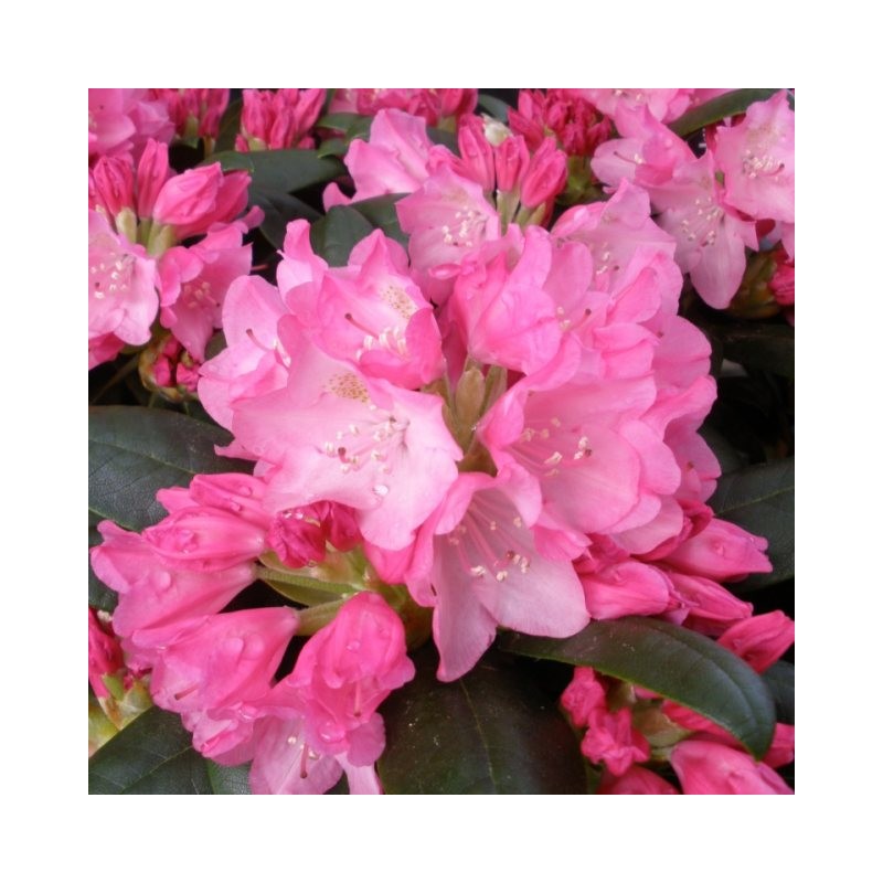 Rododendrs ,,Kalinka,, /Rhododendron/ - augstcelma - 80cm