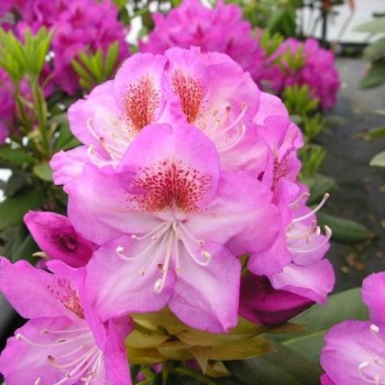 Rododendrs ,,Royal Violet,,...