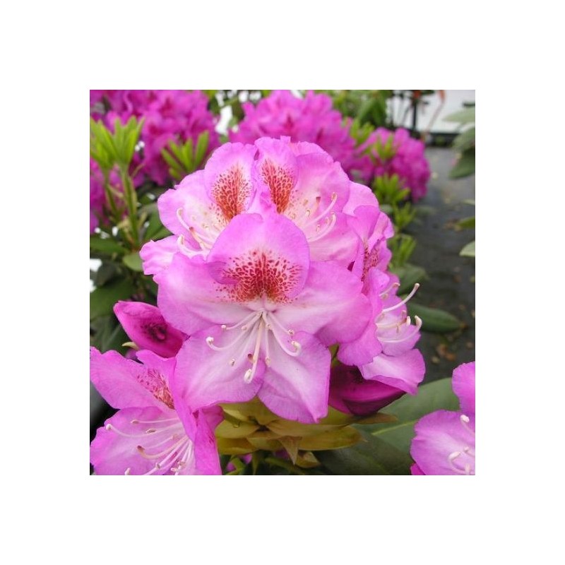 Rododendrs ,,Royal Violet,, ("Kazimierz Odnowiciel") /Rhododendron hybridum/- C5 kont.