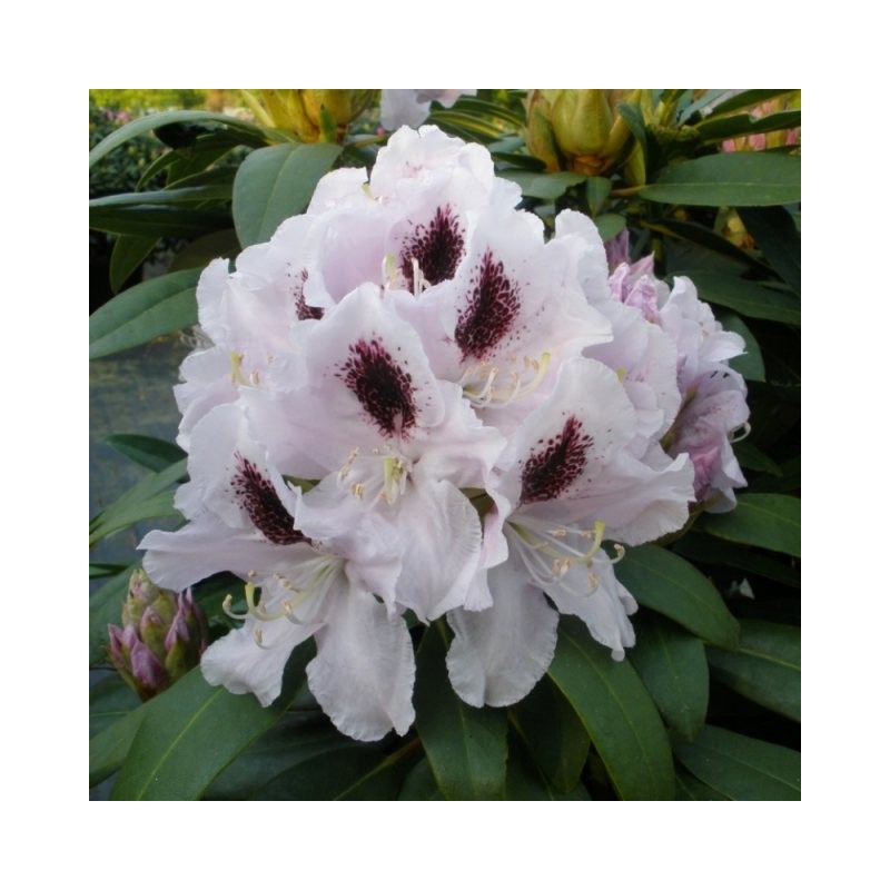 Rododendrs ,,Calsap,, /rhododendron/ - C5 kont.