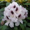 Rododendrs ,,Calsap,, /rhododendron/ - C5 kont.