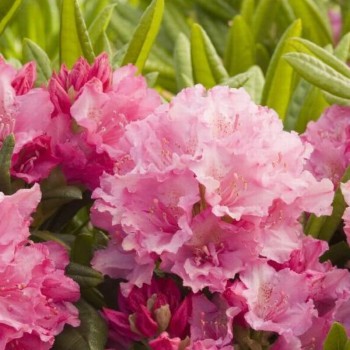 Rododendrs ,,Haaga,, /rhododendron/ - C5 kont.