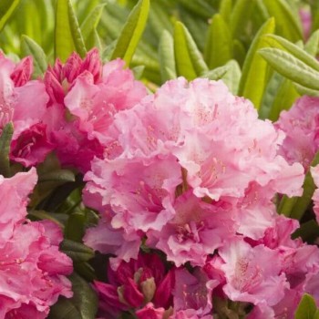 Rododendrs ,,Haaga,,...
