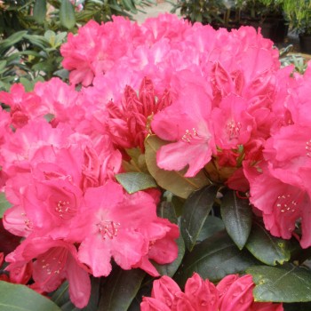 Rododendrs ,,Astrid,, /Rhododendron/ - C5 kont.