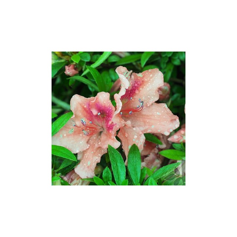 Japānas acālija 'Late Love' /Azalea japonica/ - C1 kont.