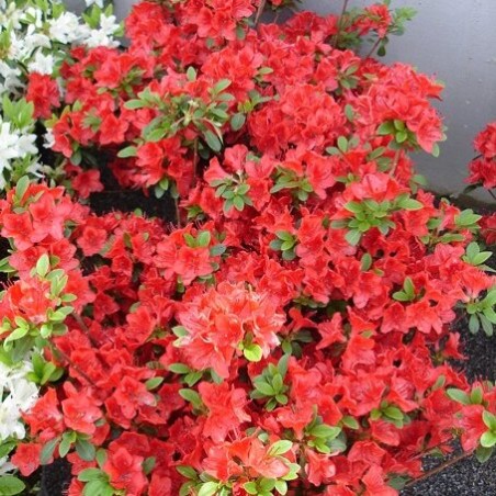 Azalija, Japoniškoji  'Fridoline' /Azalea japonica/ - C2 kont.