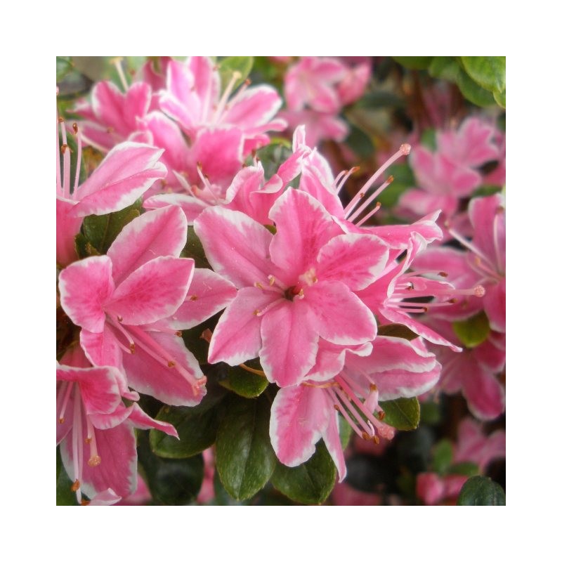 Acālija, Japānas  'Kermesina Rosea' /Azalea japonica/ - C2,5 kont.