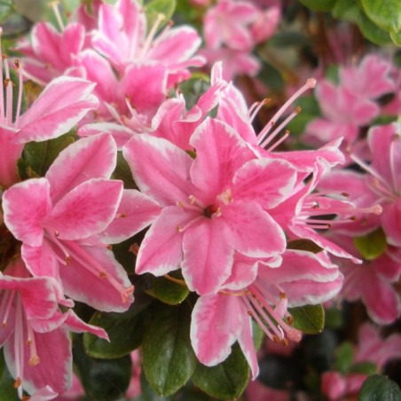 Japānas acālija 'Kermesina Rosea' /Azalea japonica/ - C2,5 kont.