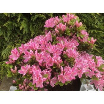 Acālija, Japānas  'Kermesina Rosea' /Azalea japonica/ - C2,5 kont.