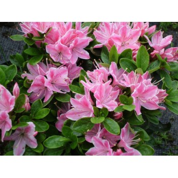 Japānas acālija 'Kermesina Rosea' /Azalea japonica/ - C2,5 kont.