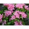 Acālija, Japānas  'Kermesina Rosea' /Azalea japonica/ - C2,5 kont.