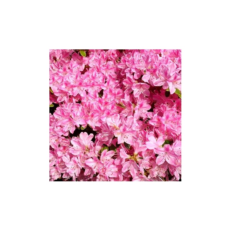 Japānas acālija 'Kermesina' /Azalea japonica/ - C2,5 kont.