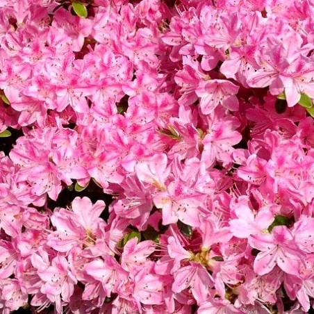 Acālija, Japānas  'Kermesina' /Azalea japonica/ - C2,5 kont.